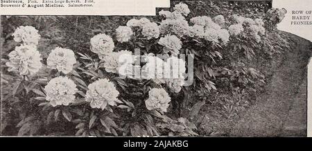 Le jardin de Vick & guide floral : édition de printemps . ., Octobre lb, 1Q2I. Mlle G. B.. SXELL. Frontière de la plantation ou de l'appoint et le groupe de fleurs* il serait difficile de trouver mieux que la pivoine. Banque D'Images