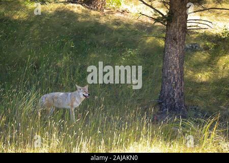 Coyote dans le Parc National de Yellowstone, Wyoming Banque D'Images