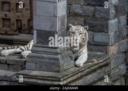 Tigre blanc blanchi / tiger (Panthera tigris) Variante de la pigmentation du tigre du Bengale, le repos en face de temple, originaire de l'Inde Banque D'Images