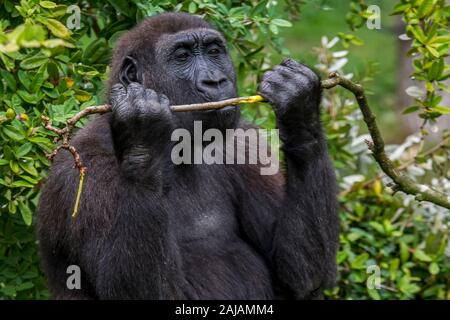 Gorille de plaine de l'ouest (Gorilla gorilla gorilla) Direction générale de l'écorce de l'alimentation Banque D'Images