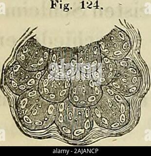 Handbuch der allgemeinen und speciellen des Menschlichen Körpers Gewebelehre für Aerzte und Studierende . hlreichen derenDurchmesser, Bläschen durchschnittlich beträgt 0 015. Diese Bläschen sindnicht hängenunter vollkommen geschlossen, sondern einander zusammen Stellen und, dar dadurchDrüsenläppchen durchBindegewebe, welche nach Aussen abgegränzt erscheinen. Bisweilenverlängern Läppchens sich die Bläschen eines von zuDrüsenbiaschcn föiinlichen 1.U- zusammcnhängcnden sammengeKetztenSchlcim Schläuchen, était- drüse, z" einen. Gauzcu Drüsc Lkpp- dcr Scène Murdhil gewundenes ein etwas ?mh""rdes v Banque D'Images