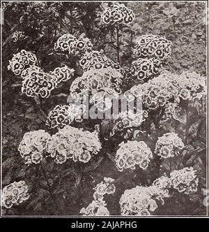 Le jardin de Vick & guide floral : édition de printemps . hesecond saison. Fleurit en juin et juillet. Parfaitement rustique. PktHolborn la gloire. Grandes fleurs dans de belles nuances, avec le centre et la marge de blanc 10 Dunnetti. Rouge sang profond. La texture riche et veloutée 10 Pink Beauty. Une belle rose saumon . 15 10 Beauté écarlate blanc simple 10 Double blanc .... 10 mixte unique. (La perfection.) Toutes les couleurs mixtes double 10. Toutes les couleurs 10 VALERIANA Rubra. Longs épis de fleurs rouge vif, deux pieds de haut, ex-cellent pour border . Alba 10. Fleurs blanc pur " 10 HARDY S^^( Scabiosa caucasica). L'un des meilleurs de Banque D'Images