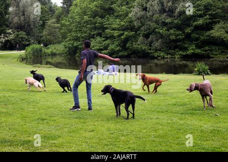 Vue de l'observateur chien jouer avec des chiens sur pelouse, étang, arbres à Vondelpark à Amsterdam. C'est un parc urbain de 47 hectares. C'est un été da Banque D'Images