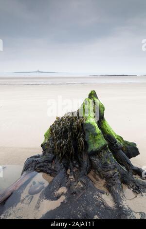 Les souches d'arbre pétrifié, il reste d'une ancienne forêt sur la plage à Hauxley, dans le Northumberland. Banque D'Images