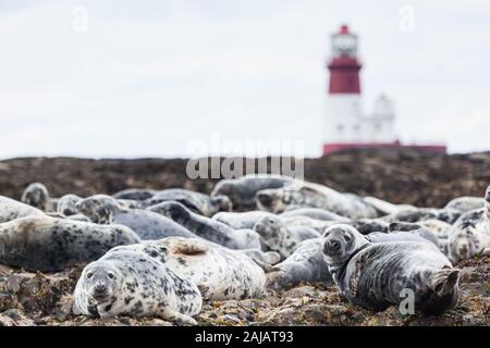 Une colonie de phoques gris, Halichoerus grypus, se prélassant sur le rocher au Iles Farne, Northumberland, un sanctuaire de faune protégées. Banque D'Images
