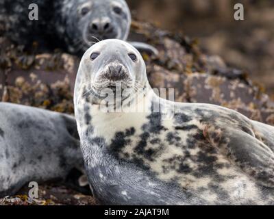 Une colonie de phoques gris, Halichoerus grypus, se prélassant sur le rocher au Iles Farne, Northumberland, un sanctuaire de faune protégées. Banque D'Images