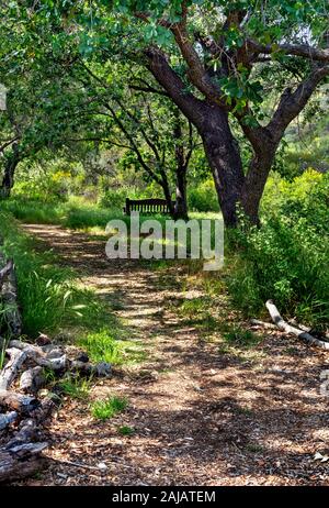 Chemin boisé conduit à un banc de parc dans les collines de Californie du Sud au printemps. Soleil pommelé, Ombres et lumière. Banque D'Images