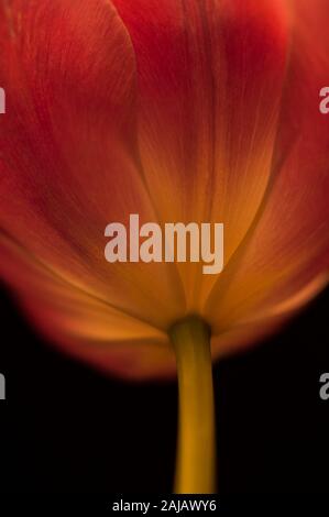 Close-up image of pink tulip dans fenêtre chaude lumière Banque D'Images