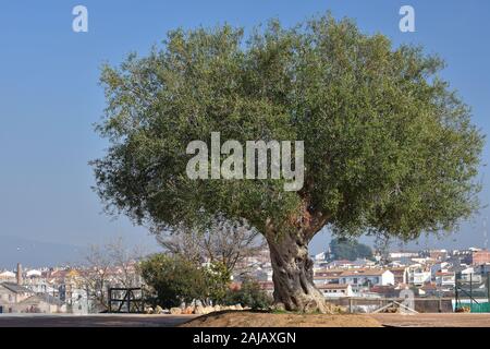 Grand arbre avec l'olive solitaire Malaga Ville de Fuente de Piedra en arrière-plan Banque D'Images