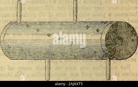 La Chronique des jardiniers et agricoles Gazette . bois. La position relative d'entre eux dans le rouleau, et ceux, apposée sur le cadre, est telle que lorsqu'ils Fig. 3.. tourner il y a un ^ de pouce entre les dents adjacentes.Ils projet 4 pouces. Ils ont besoin d'être très firiHyfixed, à une profondeur considérable dans le rouleau, et les pièces à gothrough stationnaire et également être serrée, orthey ?mS. être déplacées par les ajoncs, pour l'action sévère iavery. Le rouleau a trois rangées de dents de fer  ; ils se trouvent dans une ligne en spirale, pour s'établir autrement theFurze offrirait une telle opposition tlmt le te Banque D'Images