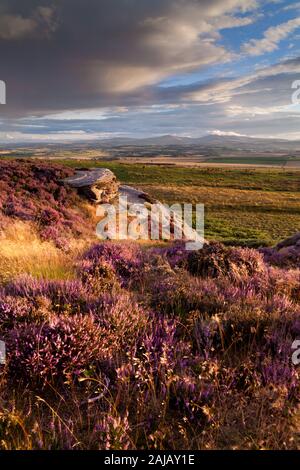 Une couverture de bruyère pourpre dans la lumière de fin de soirée sur les roches de Bowden Portes, Belford Maures, surplombant le centre de Northumberland. Banque D'Images