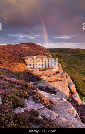 Une couverture de bruyère pourpre dans la lumière de fin de soirée sur les roches de Bowden Portes, Belford Maures, surplombant le centre de Northumberland. Banque D'Images