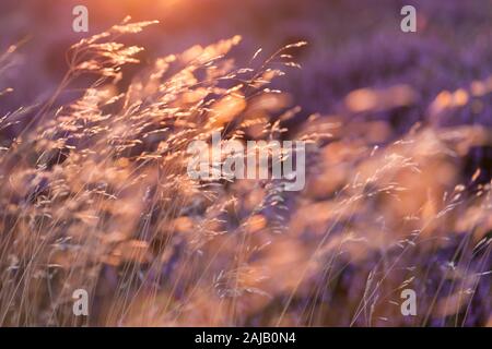 Les herbes dorées et les fleurs pourpres et roses de bruyère captent la lumière dorée alors qu'elles soufflent dans une douce brise au coucher du soleil sur les landes de bruyère. Banque D'Images