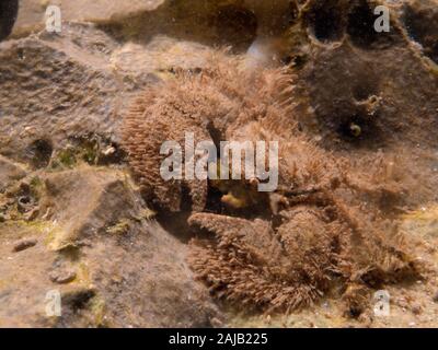 Large-crabe porcelaine griffus (Porcellana platycheles) bien camouflée dans une piscine dans les rochers, le Gower, Pays de Galles, Royaume-Uni, août. Banque D'Images