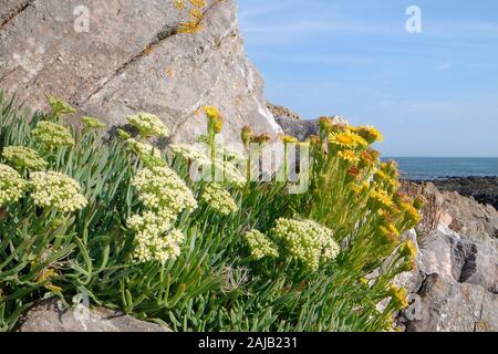 Rock samphire / fenouil de mer (Crithmum maritimum) et Doré (Inula crithmoides samphire) touffes floraison parmi les rochers côtiers, le Gower, Pays de Galles, Royaume-Uni. Banque D'Images