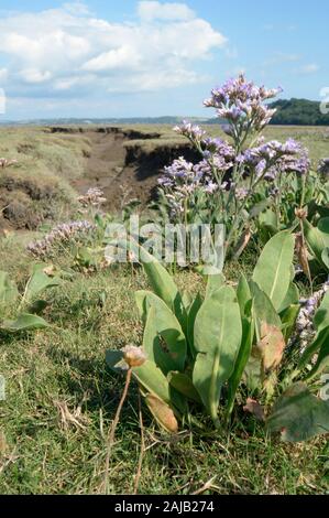 La lavande de mer (Limonium vulgare) floraison sur un marais salant, le Gower, Pays de Galles, Royaume-Uni, août. Banque D'Images
