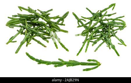 Définir à partir de produits frais des rameaux de salicorne (Salicornia) découpe de plantes sur fond blanc Banque D'Images