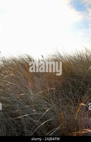 Plage herbe dans les dunes au coucher du soleil, Hohwacht, Allemagne Banque D'Images