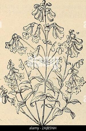 Cox's seed . Pourpier double. de la saison. Pourpier, rouge, blanc, orange, mixte. double, le choix mixte. Belle andpopular hardyinnuals culturedoing theeasiest de ina bien posi-ensoleillée t i o n, pro-andblooming fusely par- prix, par pkt., 5 cts. 15 cts. Semences COXS. annuel. PENSTEMON. semé tôt dans le sprinHalf-plante vivace. Petunia hybrida graudifiora ; gros ; floraison très bien mélangé. Prix par pkt, 10 cts. Petunia grandiflora alba ; gros floweringpure blanc. Prix par pkr., 10 cts. Pétunia ; nouveau, double. Prix par pkt., 50 cents. Pétunia ; technique mixte, seul. Prix par pkt.5, 100 Banque D'Images