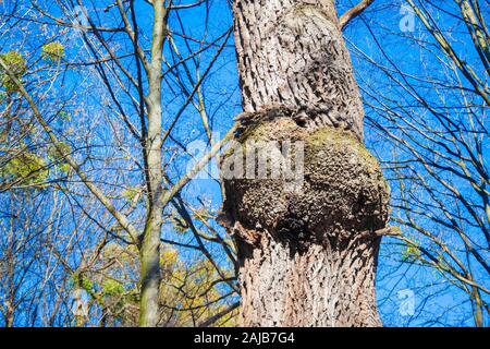 Burl sur oak tronc d'arbre sur fond de ciel bleu sous le soleil de printemps. Holosiivskyi Parc Naturel National à Kiev, Ukraine Banque D'Images