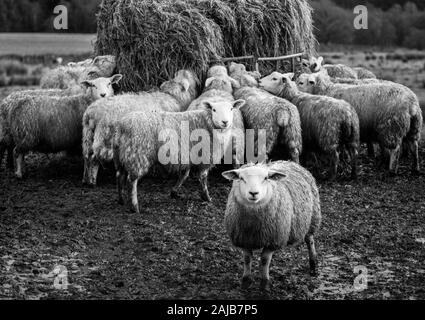 Moutons se nourrissant d'une balle de foin dans la pluie dans un champ boueux lors d'un hiver froid et humide dans l'Hexhamshire, Northumberland - image noire et blanche Banque D'Images