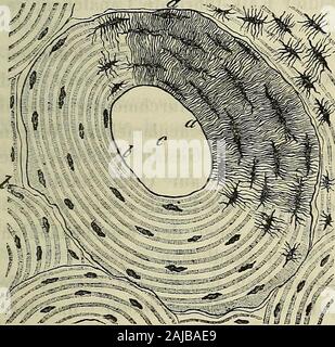 Handbuch der allgemeinen und speciellen des Menschlichen Körpers Gewebelehre für Aerzte und Studierende . ichtenunterscheiden dünnerehomogene, eine und eine, etwasbreitere feinendicht gelegenenradiären aneinander welche mit 160 Kellnertasche versehenist. Ich glaube nicht, dassdiese Knochenlamellen beiden Schichten inden wirk-lich existiren, sondern das Auftreten trachte être-der-selben als etwas im Zusammenhangmit Zufälliges,welches der Füllung der Kno-chencanälchen dasLicht brechenden, mit einer. Flüssigkeitsteht Hierzu veranlasst michhauptsächlich,dass der Umstand une Querschnitten Knochencanälch, deren Banque D'Images