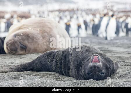 Bébé phoque éléphant au King colonie de pingouins, St Andrews Bay (Géorgie du Sud, l'Antarctique Banque D'Images