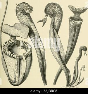 L'histoire naturelle des plantes, leurs formes, la croissance, la reproduction et la distribution ; . ured animaux sont l'objet de Putre-faction en même temps dans un piège, le liquide devient brun et a l'appearanceof-fumier liquor. Il y a une grande différence entre le utricles theapparatus de Sarracenia purpurea et adaptées à la capture des proies dans les plantes dont nous avons choisi, asexamples Sarracenia variolaris, originaire des marais de l'Alabama, Floride, andCarolina, et la Darlingtonia californica, qui pousse à une hauteur de d300 à 1000 mètres au-dessus de la mer sur les terres hautes de la Californie Banque D'Images