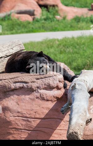 Un ours noir dort sur un grand homme a fait rock à côté d'un log i le soleil. Banque D'Images