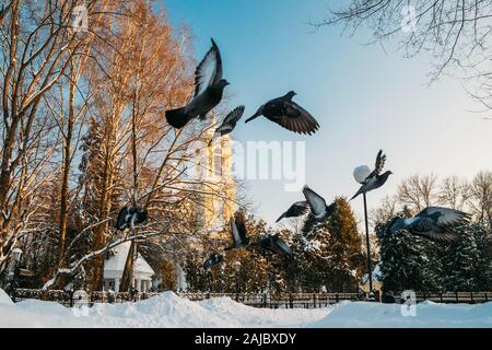 Gomel, Bélarus. Parc de la ville d'hiver. Colombes pigeons sont des oiseaux volant près de Cathédrale Pierre-et-Paul dans la région ensoleillée Journée d'hiver. Célèbre monument local dans la neige. Banque D'Images