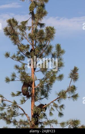 Trois courageux petit ours noirs de monter un grand pin skinny au soleil avec un fond de ciel bleu. Banque D'Images