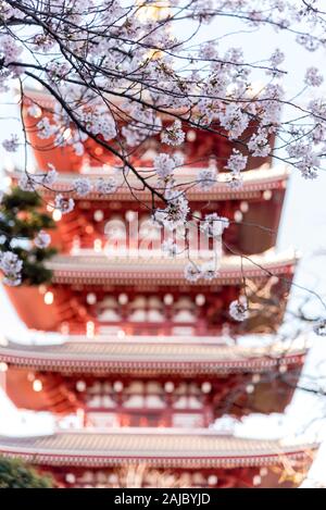Dans la pagode Asakusa Sensoji Temple avec fleurs de cerisier à Tokyo au printemps, le Japon Banque D'Images
