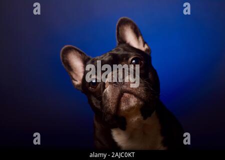 Mignon Bouledogue Français Banque D'Images