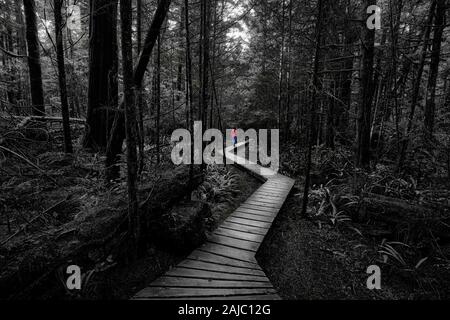 Noir et blanc la photo artistique d'une femme dans la forêt de pluie Banque D'Images