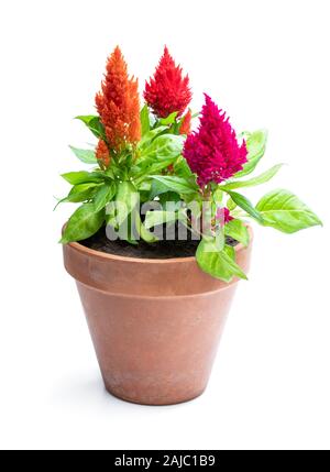 La célosie colorés en pot de fleurs plantes isolated on white Banque D'Images