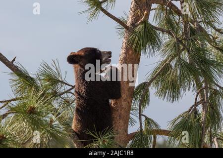 Un brave Little Black Bear de grimper une petite pine tree en quête d'aventure d'un après-midi ensoleillé. Banque D'Images