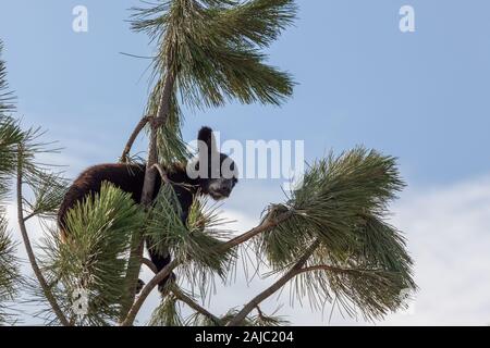 Un brave Little Black Bear de grimper une petite pine tree en quête d'aventure d'un après-midi ensoleillé. Banque D'Images