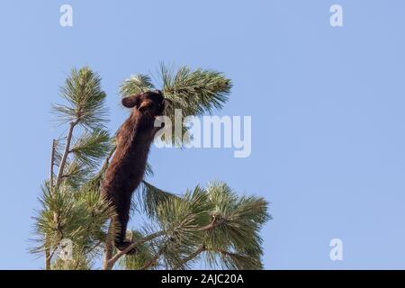 Un brave Little Black Bear de grimper une petite pine tree en quête d'aventure d'un après-midi ensoleillé. Banque D'Images