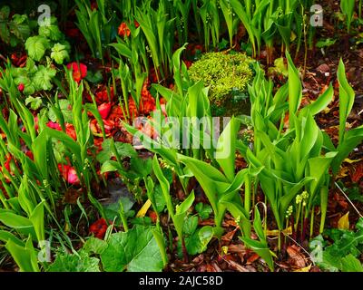 Convallaria majalis, le muguet au printemps émergents Banque D'Images
