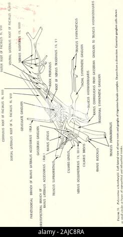 Des études de l'Académie des Sciences de Californie . Documents occasionnels CD 7S DE L'Académie des Sciences de Californie, n° 128. 1ST9 MBI. Bibliothèque WHOI WH 1TG2 Y Banque D'Images