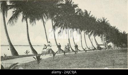 Que voir en Amérique . Florida 191. La rive du lac qui vaut au Palm Beach la guerre civile, et ce développement est de plus en plus assoon rapide comme il était connecté par railroad avec Jacksonville en1870. Anastasia Island est facilement visité à l'aide d'^bridge demi mile de long à travers le canal à l'eau. L'islandis un mille ou deux grands dans sa partie nord et une quinzaine d'mileslong. Dunes de sable, partiellement envahi par les broussailles de pins, andpalmetto sont la caractéristique dominante, et si blanc est thesand et sa texture si fine qu'il ressemble à l'driftingsnows des régions éloignées du nord. De l'autre côté de l'islandare Banque D'Images