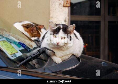 Deux chats se reposant sur un capot de voiture Banque D'Images