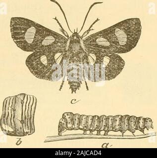 Les insectes nuisibles à la tête des pupilles . fruits, le hindersegments étant élevé. La chrysalide est brun rougeâtre, avec des rangées de très minuteteeth sur l'arrière, et une épaisse, émoussé la colonne vertébrale de chaque côté de l'abdomen à l'extrémité. N° 140.-Les huit points forestier. OrAomaculata Alypia (Fabr.). Bien que l'espèce de cette espèce est très différente en aj)poire-ance de nos 138 et 139, la larve est très similaire, beingwhite ou bleu pâle, avec un grand nombre de lignes noires, et une orangeband sur chaque segment du réseau. Cette larve (Fig. 272, a) peut, cependant, être distingué par ses huit lignes noires (segment oneach countin Banque D'Images