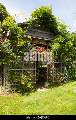 Hangar en bois rustique mignon avec rose rose trellis escalade croissante de l'usine red rose arbor de ce jardin. Banque D'Images