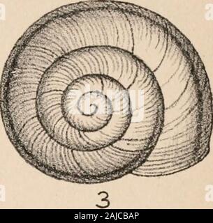 Manuel de conchyliologie, structurelles et systématiques : avec des illustrations de l'espèce . Banque D'Images