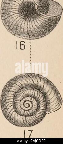 Manuel de conchyliologie, structurelles et systématiques : avec des illustrations de l'espèce . Banque D'Images