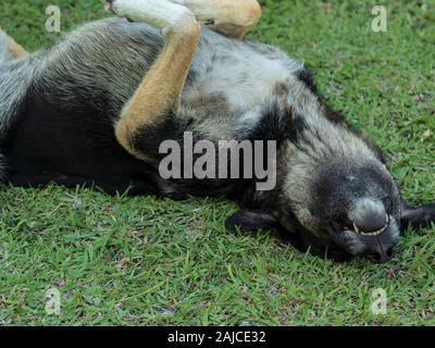 Gros plan d'un shoot pour adultes mignon chien errant rouler sur l'herbe - il a l'air heureux. photo a pris à Istanbul/Turquie. Banque D'Images