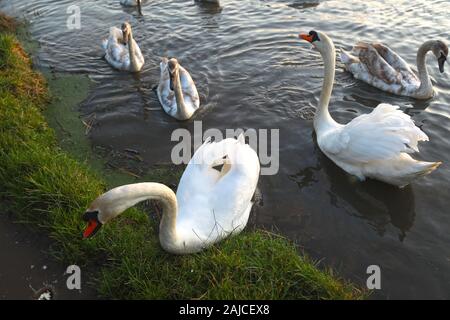 Braunton, North Devon, UK. 3 janvier, 2020. Une famille de six cygnes se nourrissent de Fremington Marsh et se battre les uns avec les autres pour savoir qui est le mâle dominant de la famille Crédit : Natasha Quarmby/Alamy Live News Banque D'Images