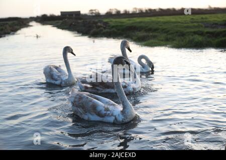 Braunton, North Devon, UK. 3 janvier, 2020. Une famille de six cygnes se nourrissent de Fremington Marsh et se battre les uns avec les autres pour savoir qui est le mâle dominant de la famille Crédit : Natasha Quarmby/Alamy Live News Banque D'Images