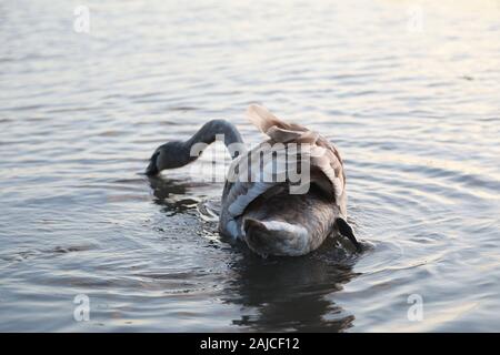 Braunton, North Devon, UK. 3 janvier, 2020. Une famille de six cygnes se nourrissent de Fremington Marsh et se battre les uns avec les autres pour savoir qui est le mâle dominant de la famille Crédit : Natasha Quarmby/Alamy Live News Banque D'Images